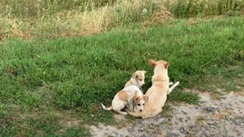 La ragazza era già alla disperata ricerca del cane gettato nel campo e già piangeva