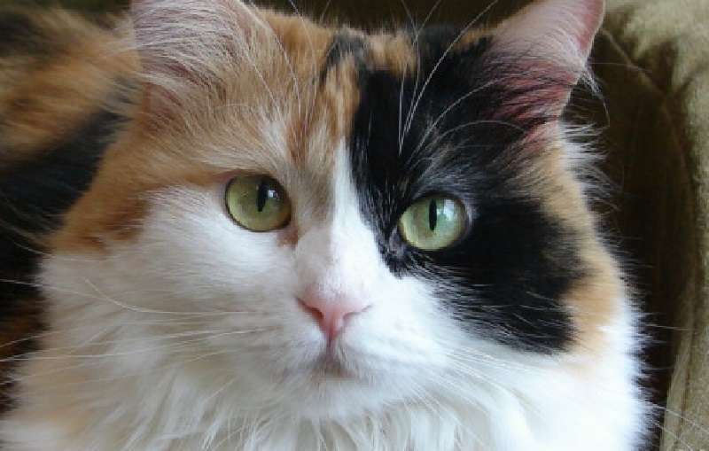 L'energia dei gatti tricolore: perché tenerli in casa è una fortuna