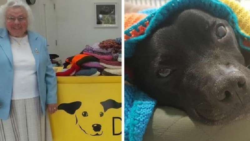 Questa donna di 89 anni ha lavorato a maglia 450 coperte e maglioni per cani da ricovero