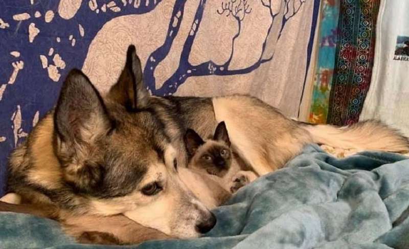 Il gattino goffo si è innamorato degli husky e questa è la relazione più toccante