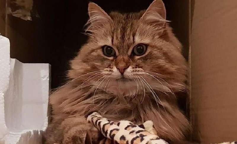 I lavoratori del bar spesso davano da mangiare allo sfortunato gatto finché qualcuno non metteva un biglietto sul colletto