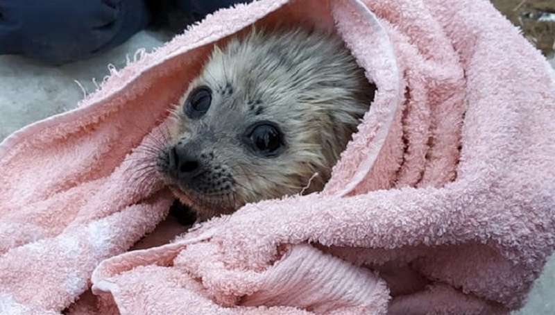Un cucciolo di foca di tre giorni cercava aiuto e protezione dalle persone