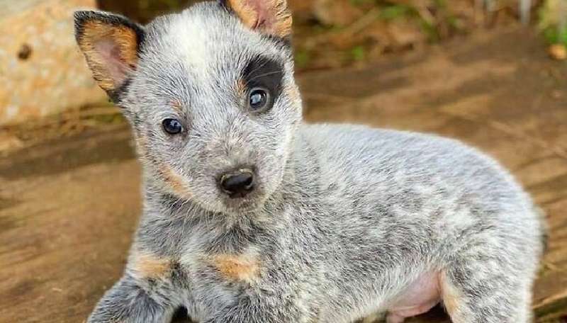 15 adorabili cani che diffondono perfettamente il divertimento infettivo