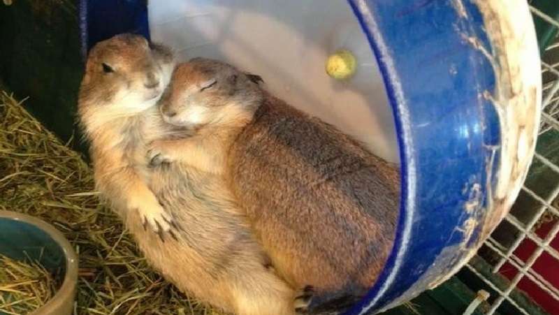 8 prove che devi abbracciare i tuoi cari sia al mattino che alla sera!