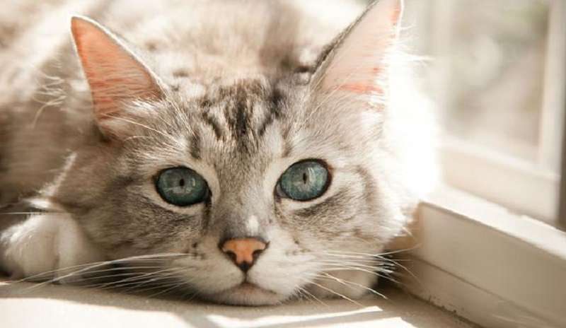 Principali malintesi su gatti e gatti