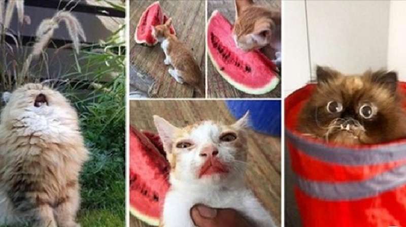 I 15 momenti più divertenti del gatto che ti solleveranno il morale