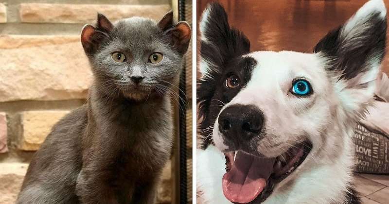 L'aspetto originale degli animali domestici