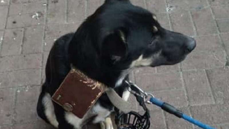Il proprietario ha lasciato il cane vicino al supermercato con un portafoglio e un biglietto