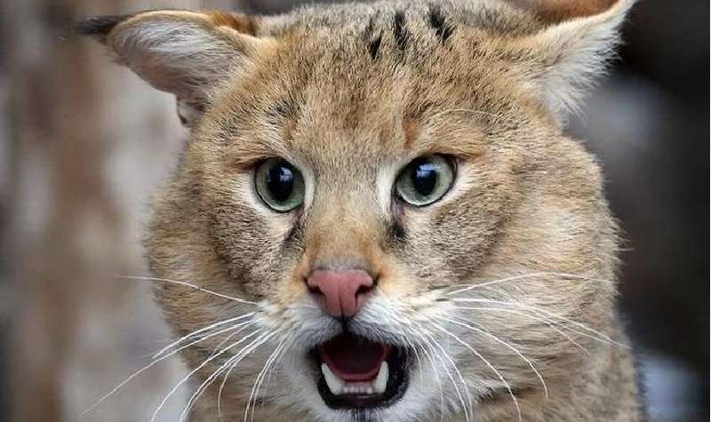 Poche persone sanno quanto sia emotivo un gatto selvatico.