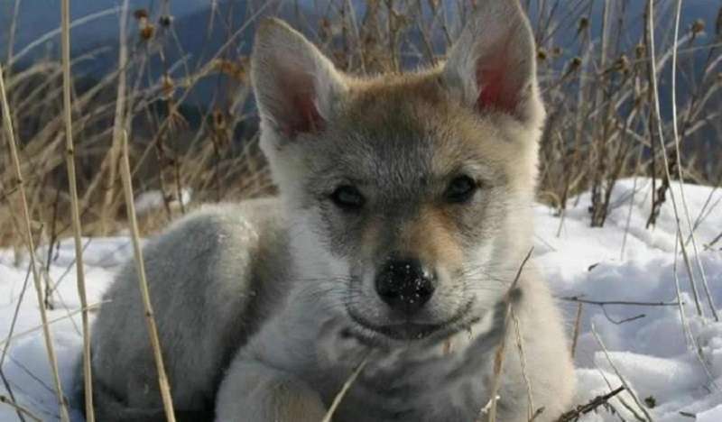 Il cucciolo di lupo ha ripagato la vecchia per averla salvata due anni dopo