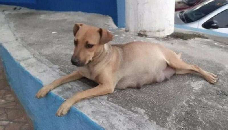 Il cane è venuto a partorire alla clinica veterinaria, e il padre dei cuccioli aspettava la famiglia all'ingresso