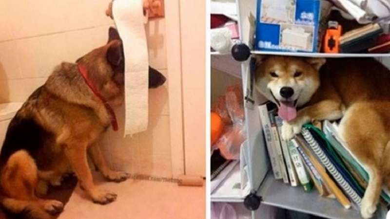 15 cani che pensano di essere perfettamente nascosti e di non essere trovati