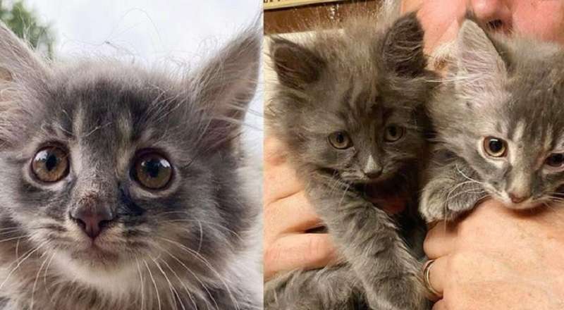 Una donna raccoglie un gattino magro dal davanzale di una casa abbandonata e torna per il suo secondo fratello