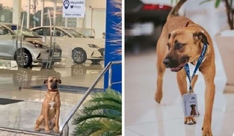 Un cane senzatetto in Brasile appariva spesso in una concessionaria di automobili, veniva assunto e non falliva