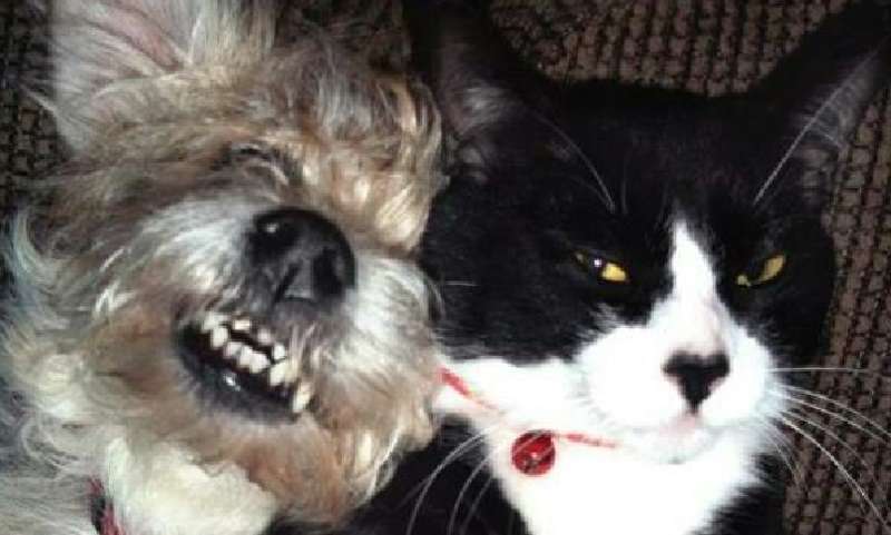 15 volte in cui i proprietari volevano fare amicizia con un gatto e un cane, ma qualcosa è andato storto