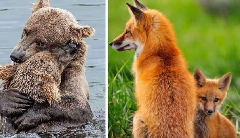Le mamme saranno sempre mamme. Non importa se sei una madre umana o una madre animale.