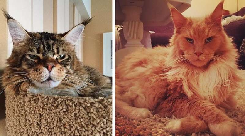 15 foto che dimostrano che le persone e i Maine Coon hanno molto in comune