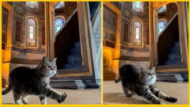 Incontra Glee, la vera amante di Hagia Sophia!