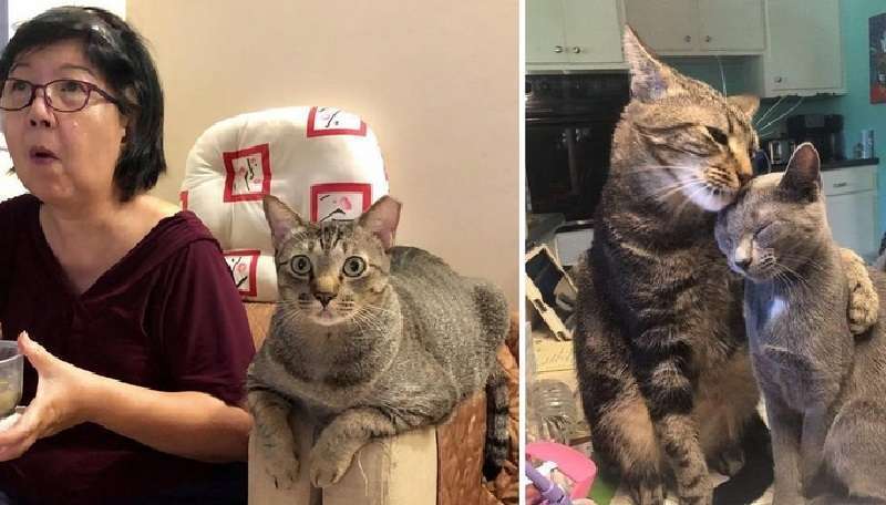 La vita è vuota se non c'è un gatto in casa. Foto di animali domestici divertenti
