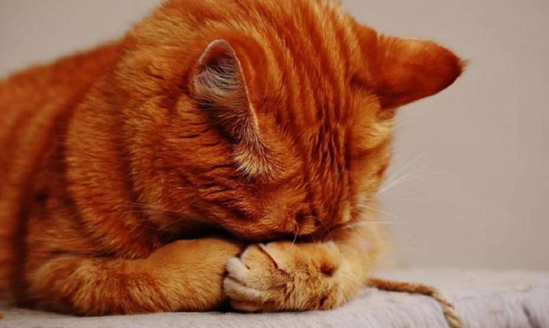 Le 10 migliori foto che dimostrano che un gatto è un'anima vulnerabile e sa persino come offendersi