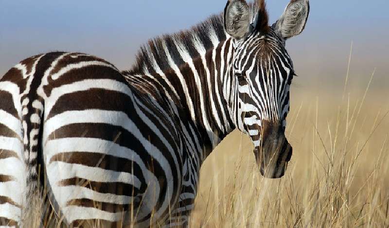 Una zebra selvatica fa amicizia con un asino in una fattoria e dà alla luce un bambino