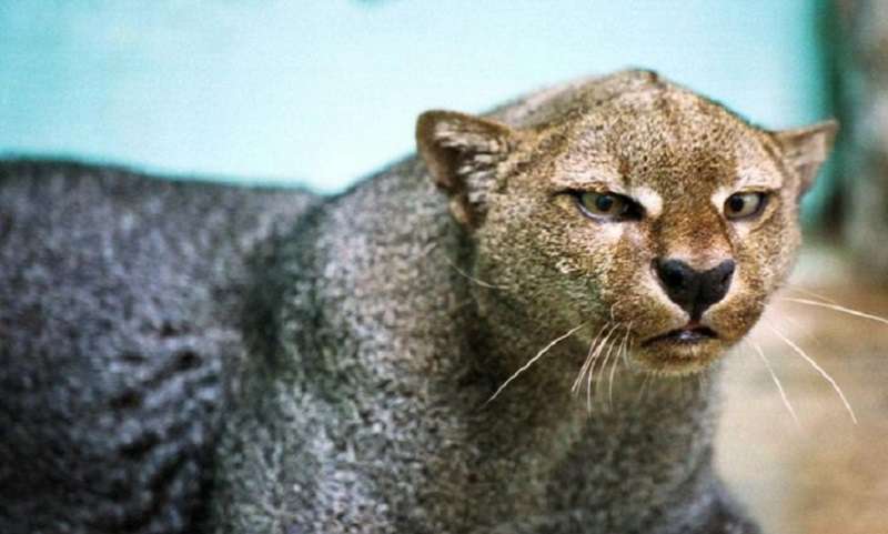 15 gatti selvatici rari che probabilmente non conoscevi