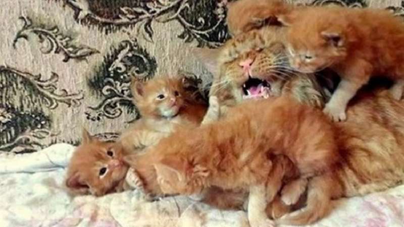 Noto problema “padri e figli” nelle prestazioni degli animali