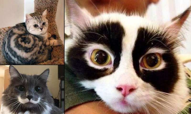 Quindici gatti dall'aspetto originale
