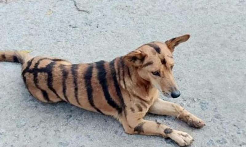 L'agricoltore dipinge il cane in una tigre per proteggere i raccolti dalle scimmie