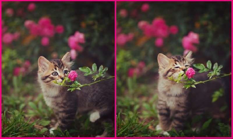 15 immagini con animali che regalano solo emozioni positive