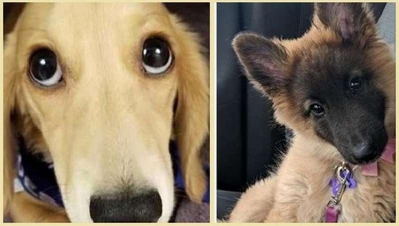I 10 migliori cuccioli che ti ruberanno il cuore per riempirlo di luce e amore