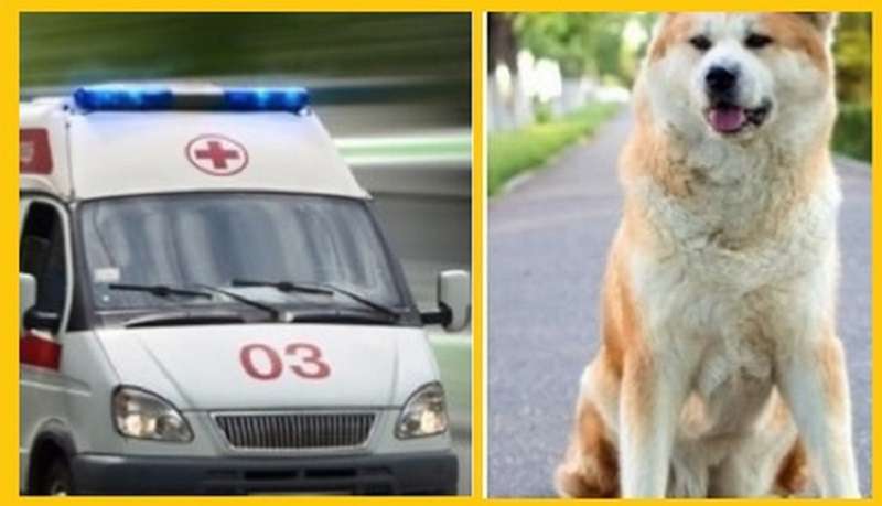 Il cane ha bloccato il percorso dell'ambulanza, l'infermiera ha cercato di scacciarla, ma il cane è rimasto fermo