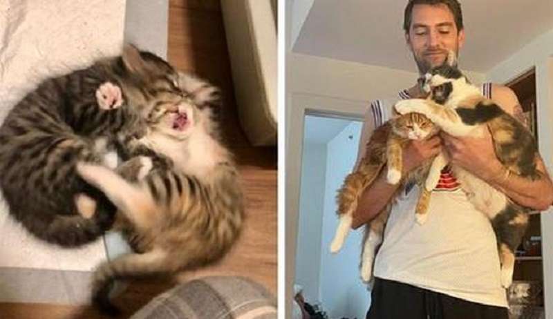 Più animali hai, meglio è