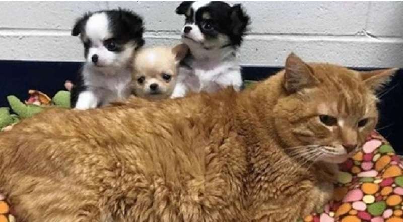 Il gatto rosso malato è diventato un impiegato di una clinica veterinaria
