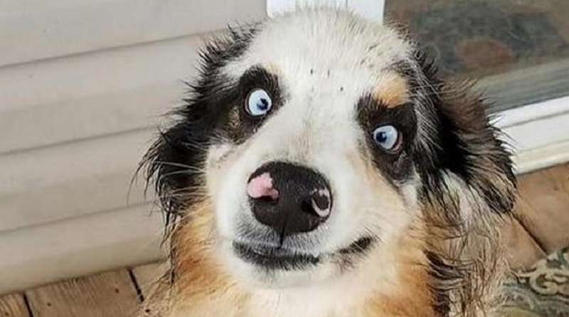 15 animali domestici che non stanno nemmeno cercando di essere seri