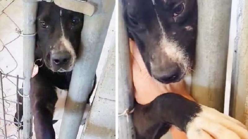 Il cane del rifugio era così ansioso di trovare il proprietario che ha allungato la zampa a tutti quelli che passavano vicino alla gabbia