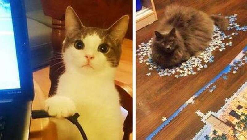 Questi 15 gatti non hanno dubbi sul fatto che il mondo ruoti intorno a loro