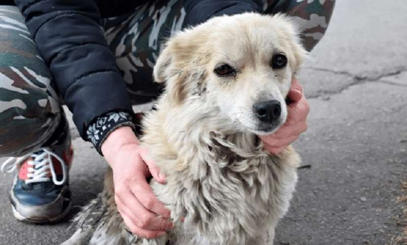 Un cane trascurato vagava per le strade e non era necessario a nessuno. Fino a un certo punto