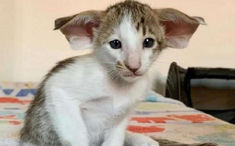 Un gattino dalle orecchie e dai denti viene confuso con un pipistrello e non vogliono portarlo in famiglia