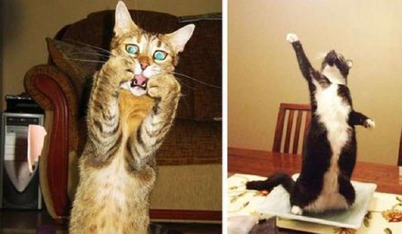 15 gatti drammatici che hanno bisogno di un Oscar