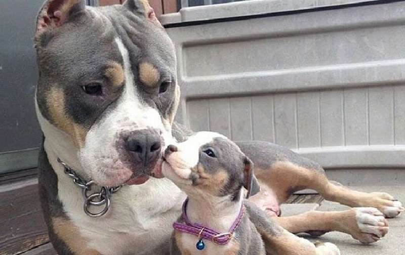 Grandi foto di cani e le loro copie