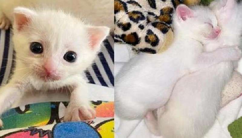 I gattini bianchi come la neve Loki e Sylvia sono pronti a conquistarti con i loro occhi grandi e le loro carezze