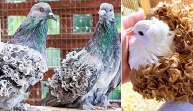 Le 10 specie insolite di piccioni che probabilmente non hai mai visto prima
