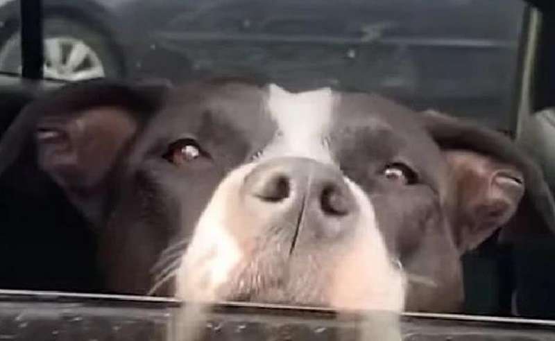 Mentre camminava in montagna, il ragazzo ha trovato un cane che aveva bisogno di aiuto