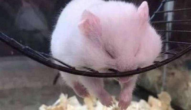 15 prove che non esiste un posto simile dove sarebbe impossibile dormire