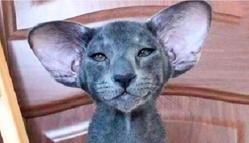 Hanno dato un gatto commovente, dal quale è cresciuto un animale divertente con le orecchie pendenti
