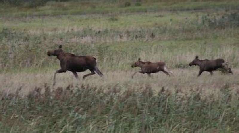 3 motivi per cui gli animali nella zona di Chernobyl prosperano nonostante le radiazioni