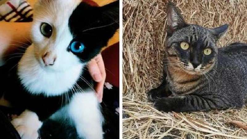 Le stranezze della natura nei colori e nell'aspetto dei tuoi animali preferiti