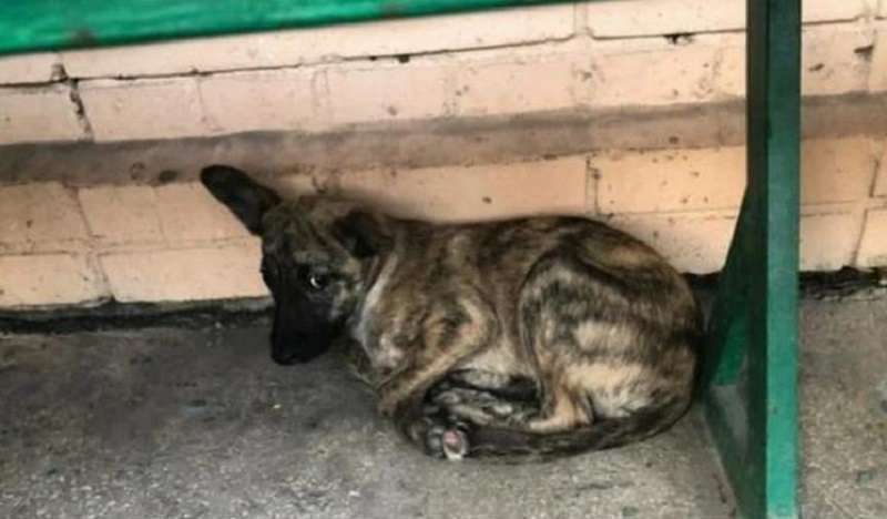 Cucciolo buttato in strada a causa di un colore insolito