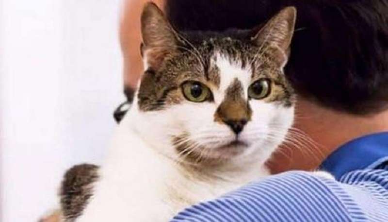 10 modi per prolungare la vita del tuo gatto